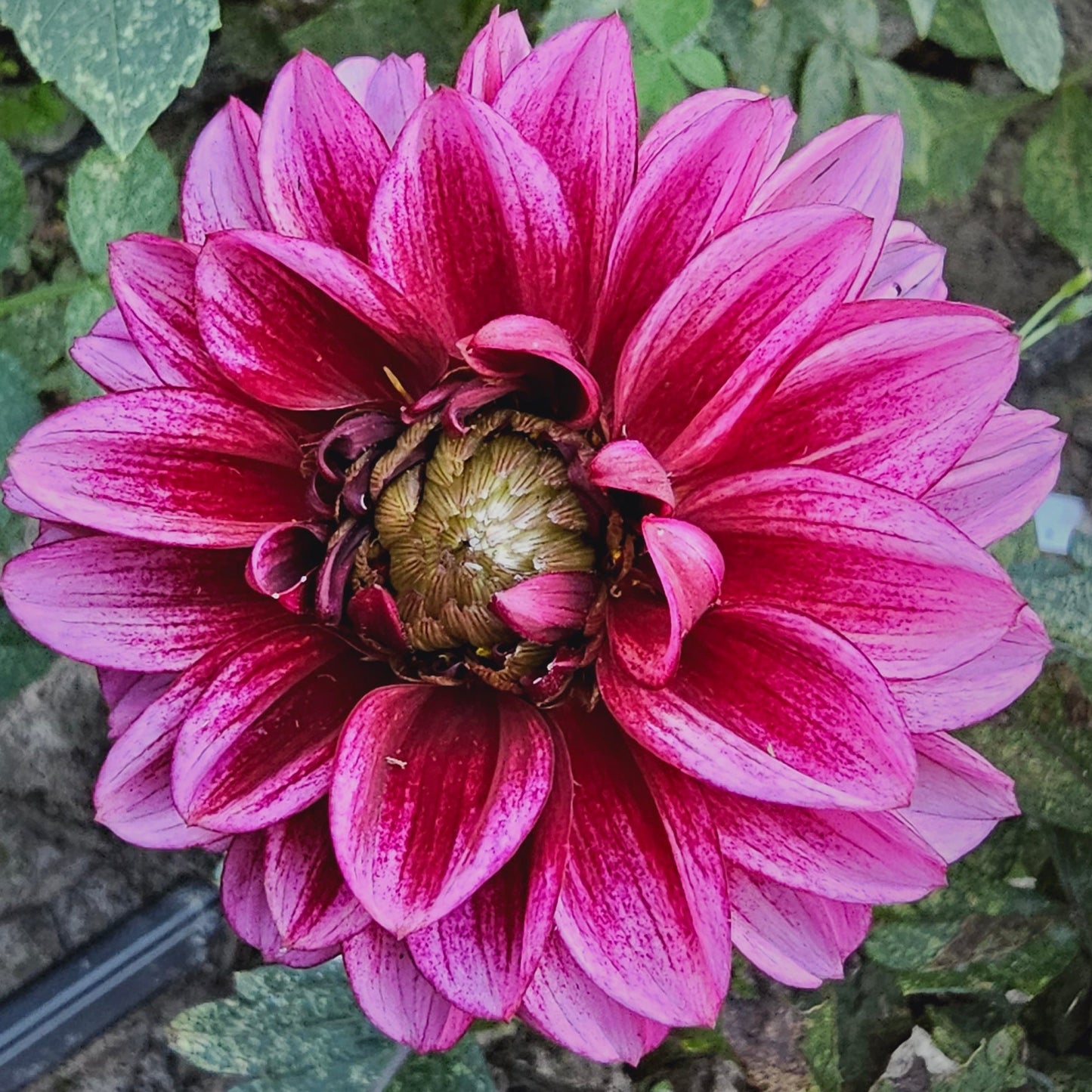 Senior's Hope Dahlia
