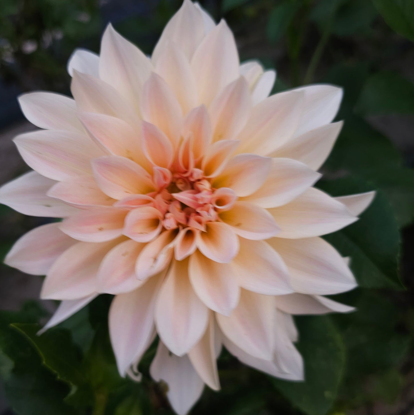 Jolene (CAL Mini) Dahlia