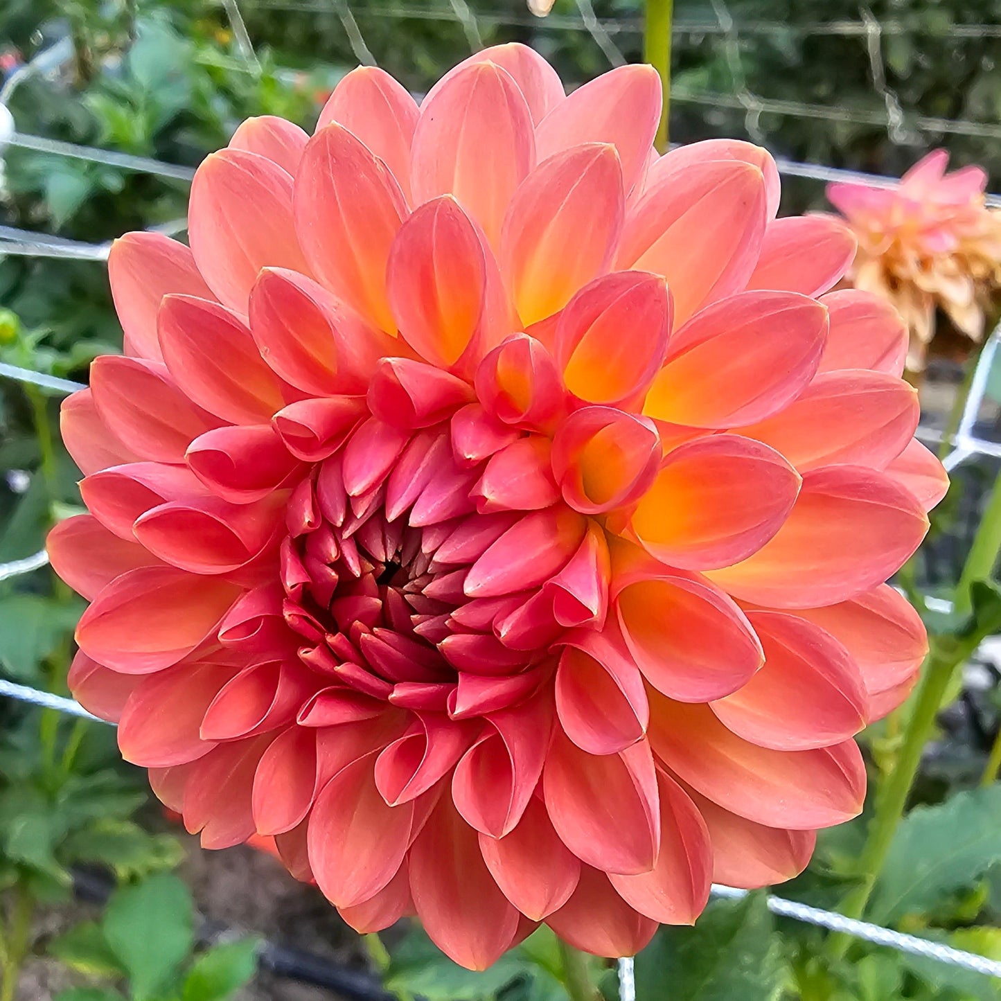 Hillcrest Suffusion Dahlia