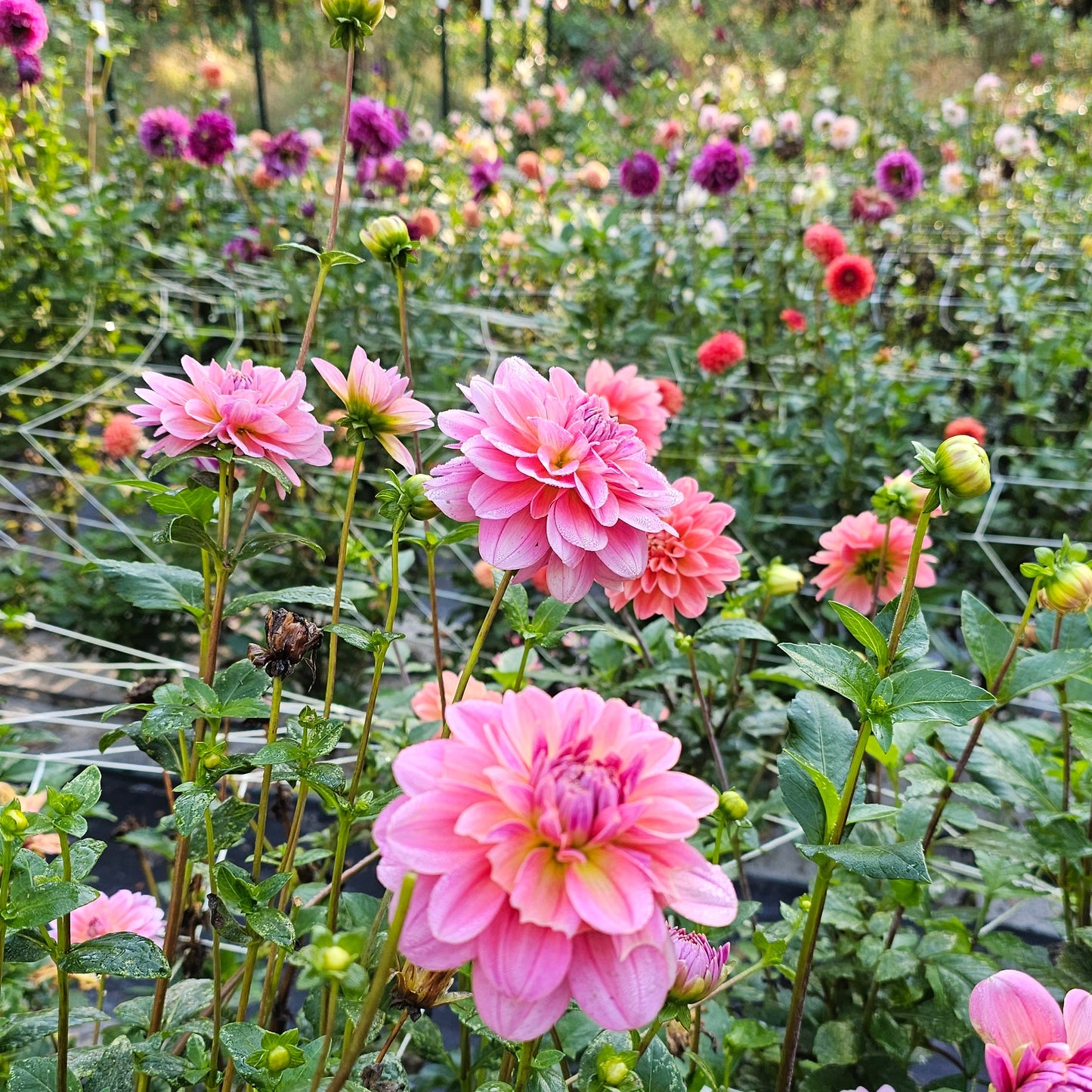 Southern Belle Dahlia