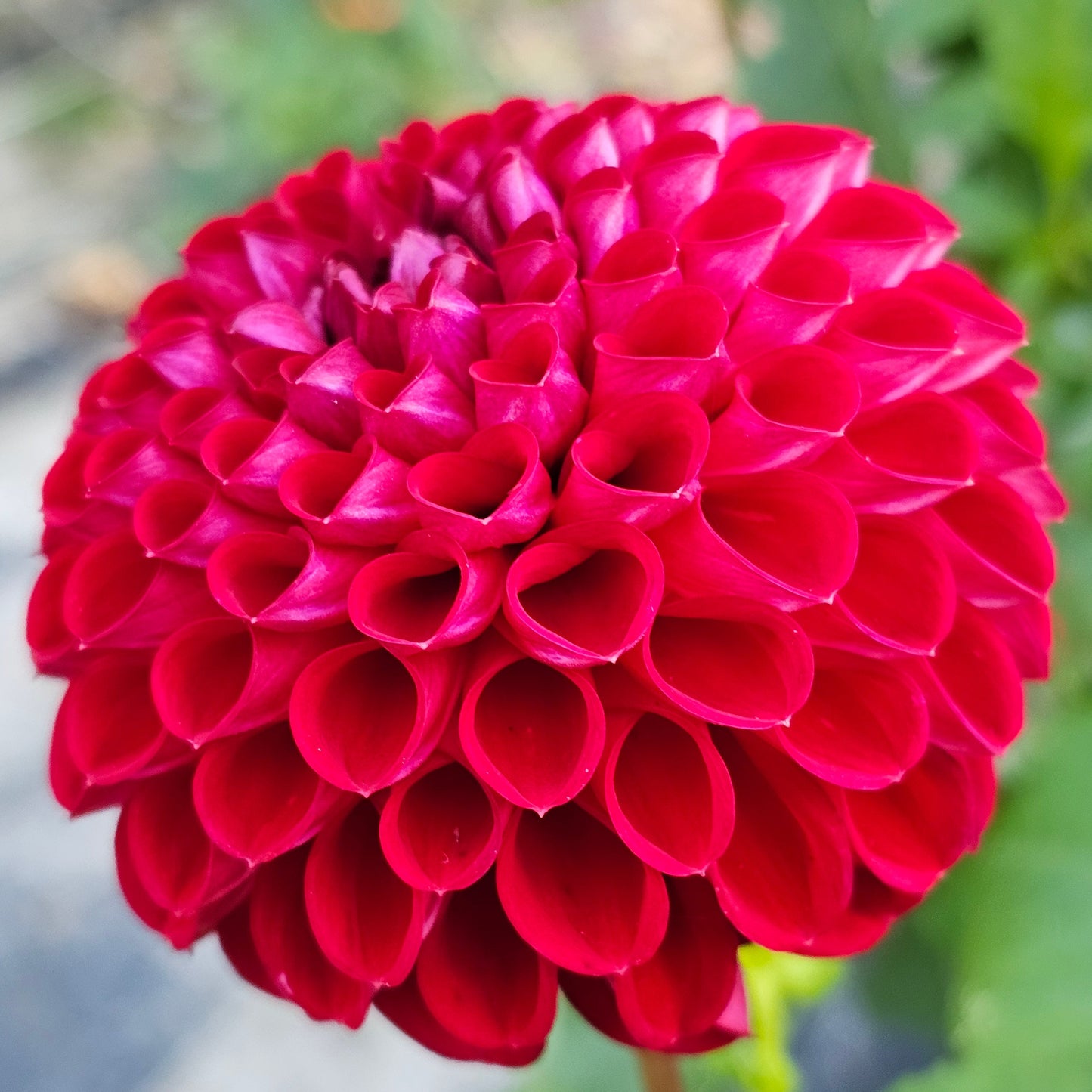 Ken's Choice Dahlia