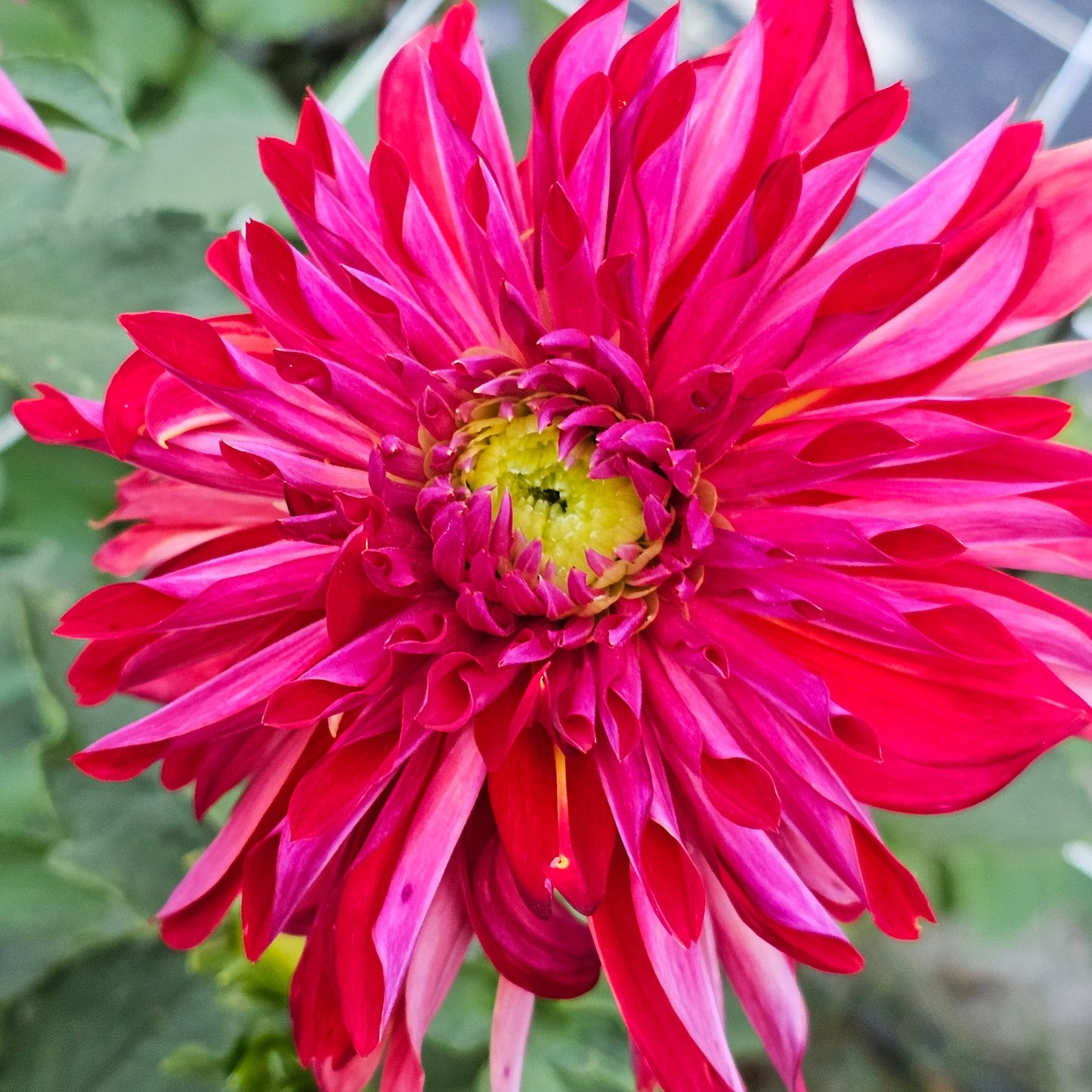 Selina Dahlia