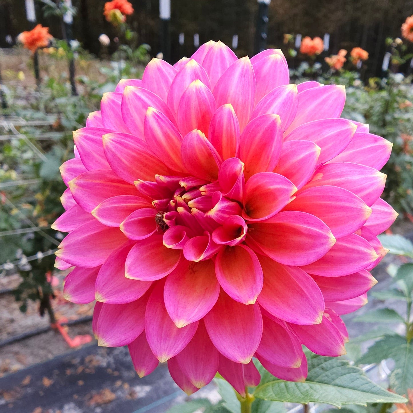Skipley Spot of Gold Dahlia
