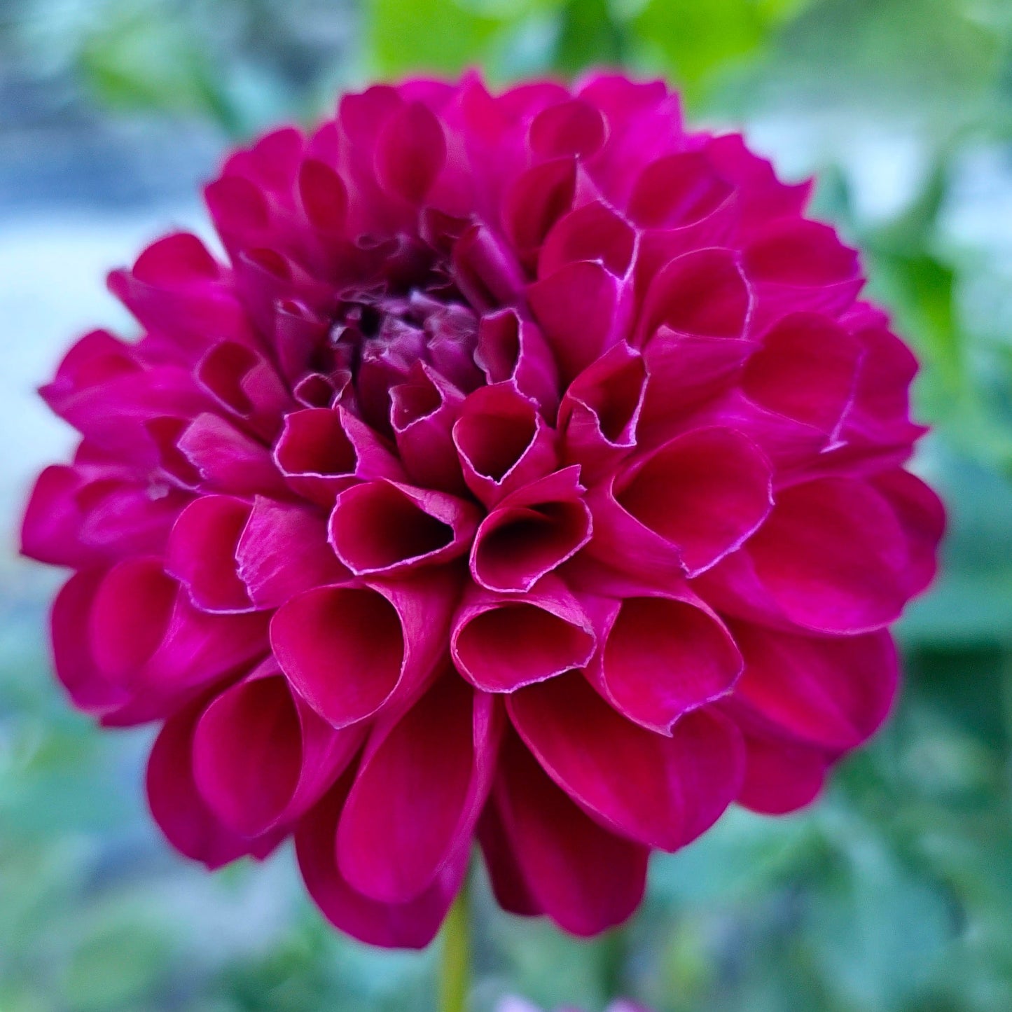 Jason Matthew Dahlia