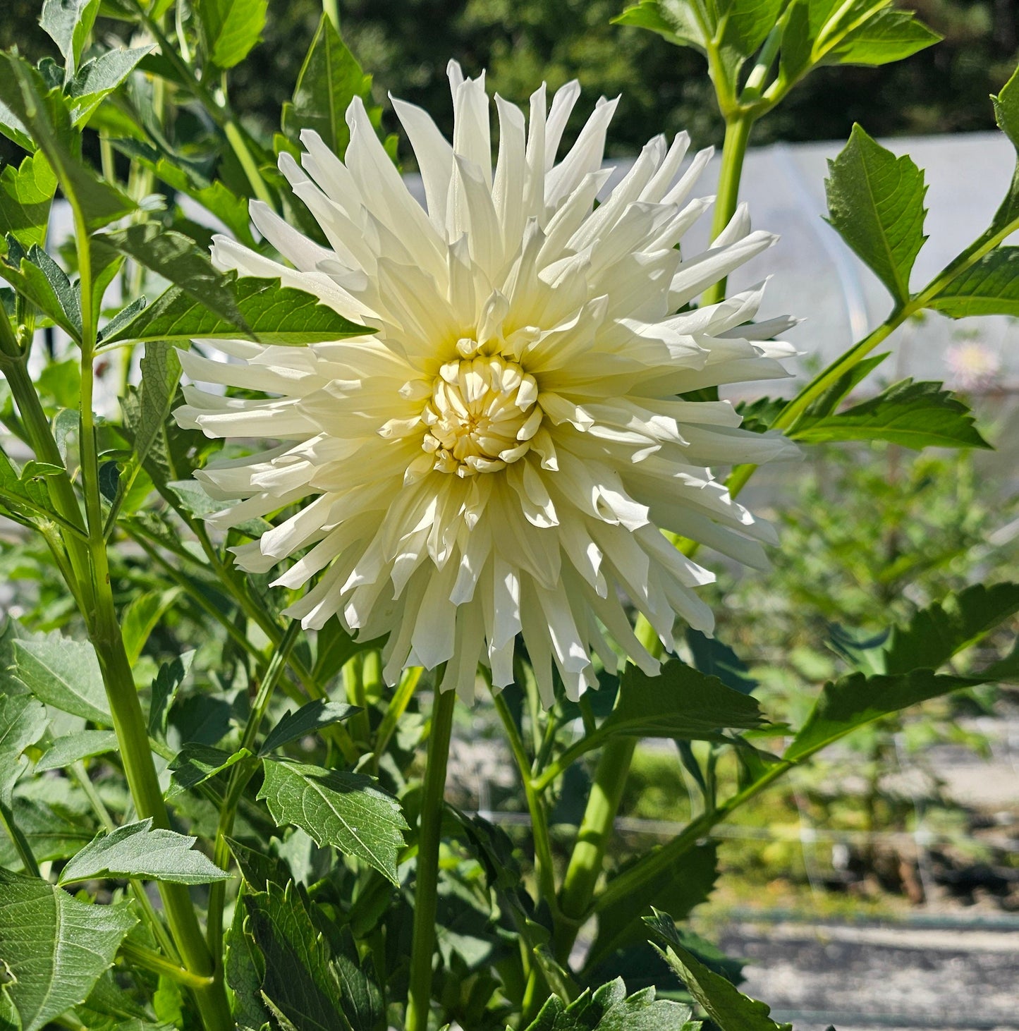 Sandia Icicle Dahlia