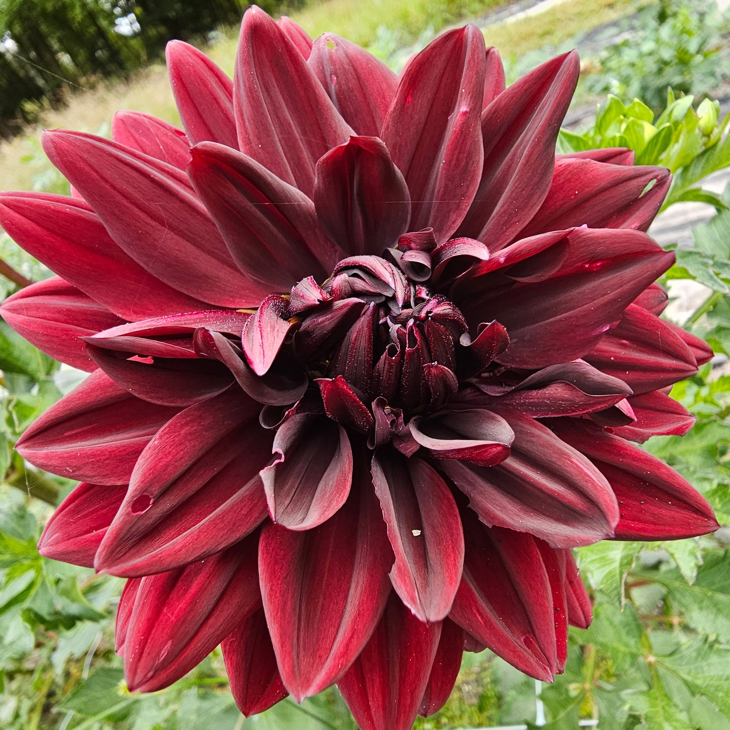 Sam Hopkins Dahlia