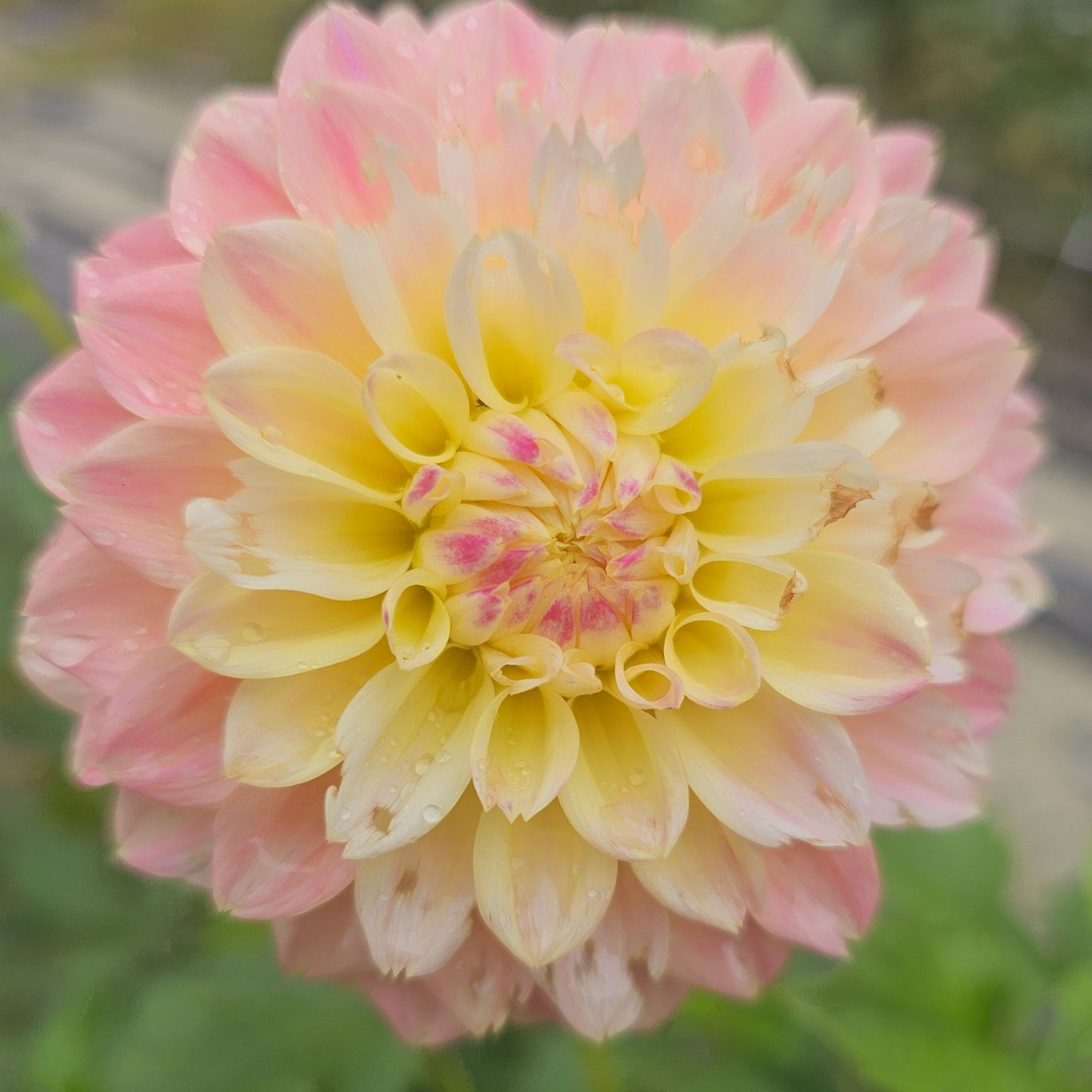 Elks Tennley Rose Dahlia