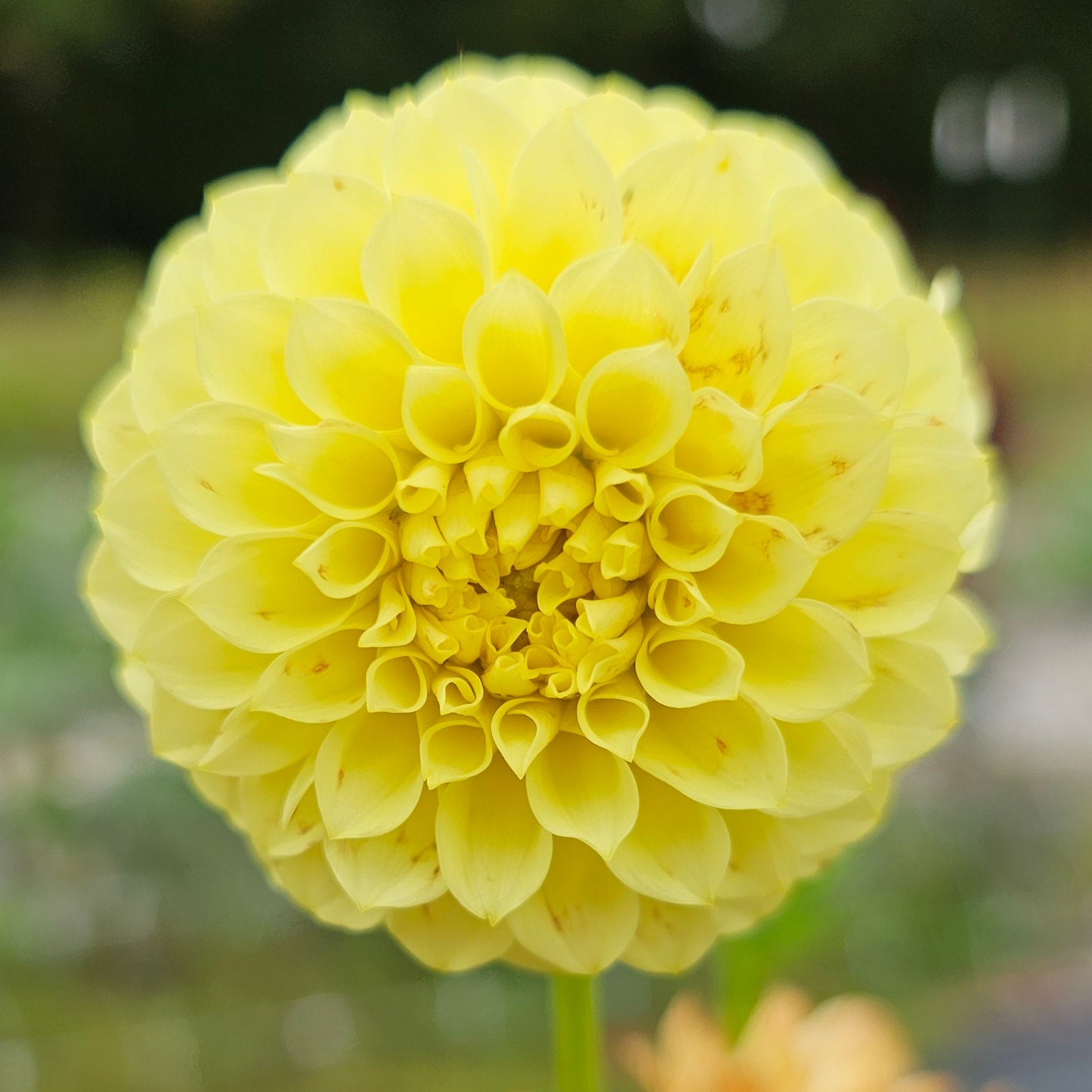 Pineapple Lollipop Dahlia