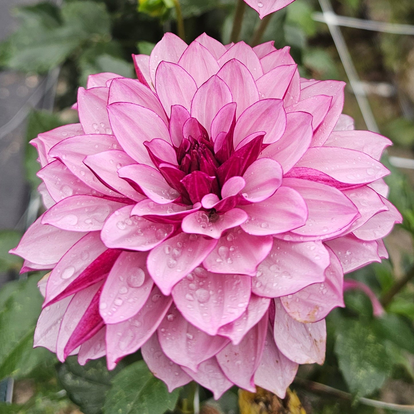 Creme de Cassis Dahlia