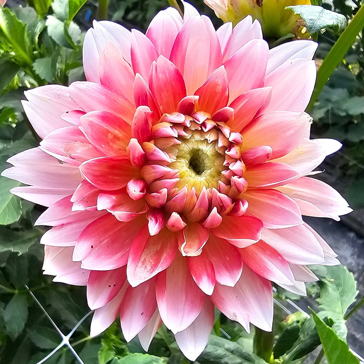 Sandia Candy Corn Dahlia