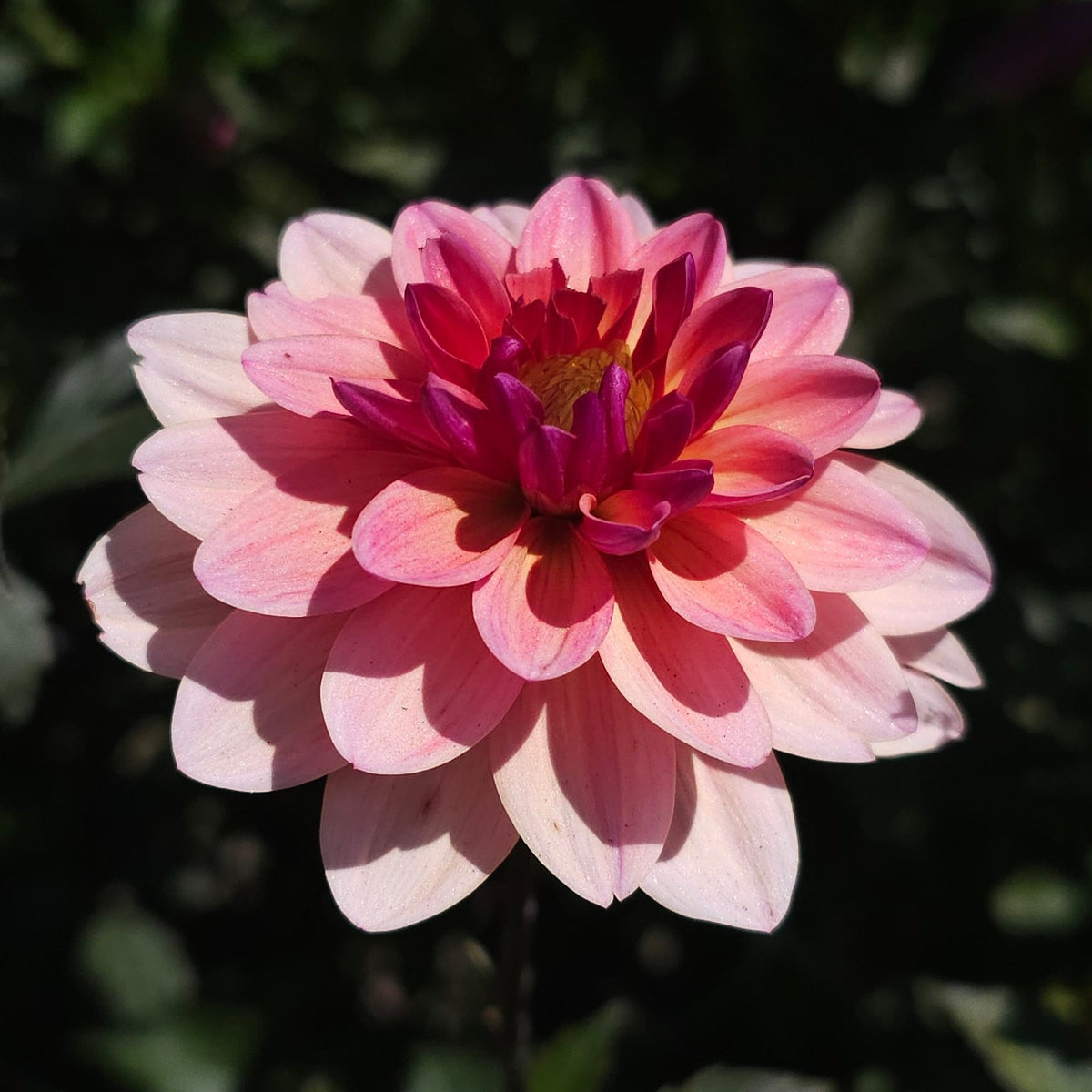 Mary's First Dahlia