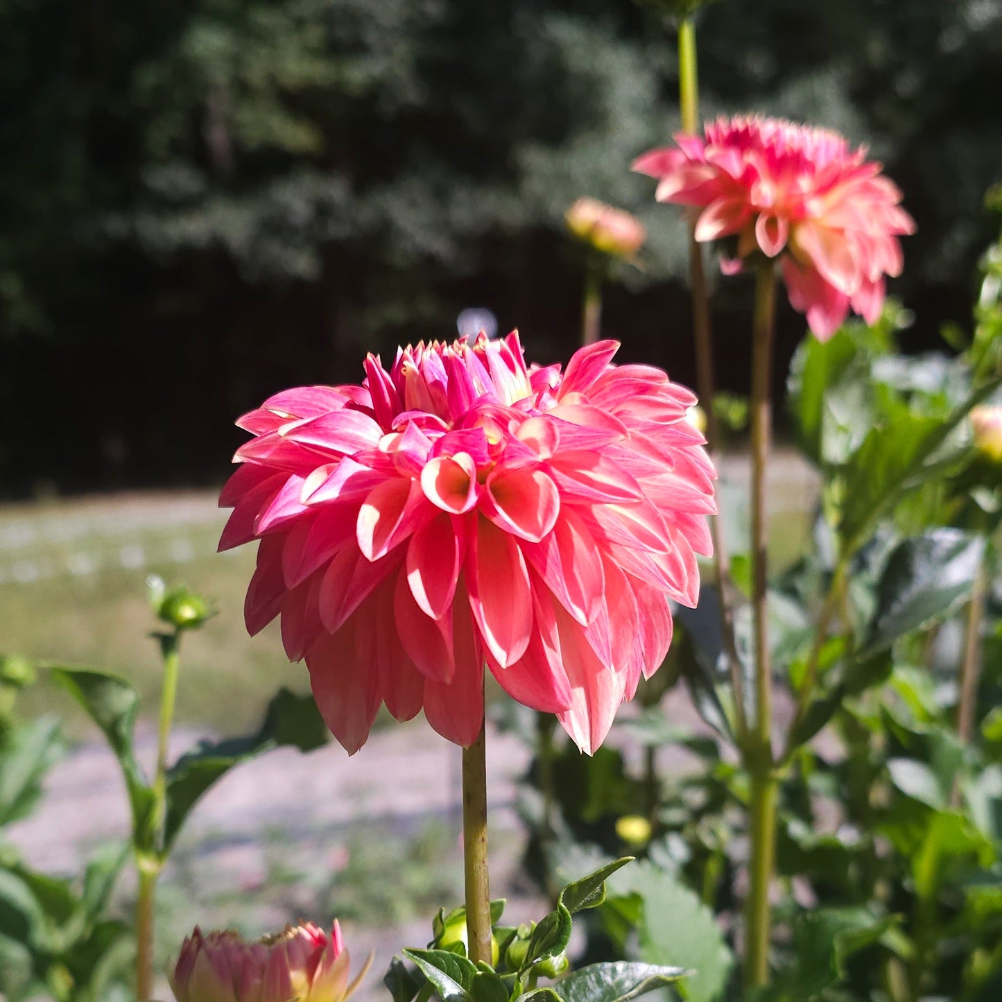 KA's® Desert Rose Dahlia - *PLEASE READ DESCRIPTION
