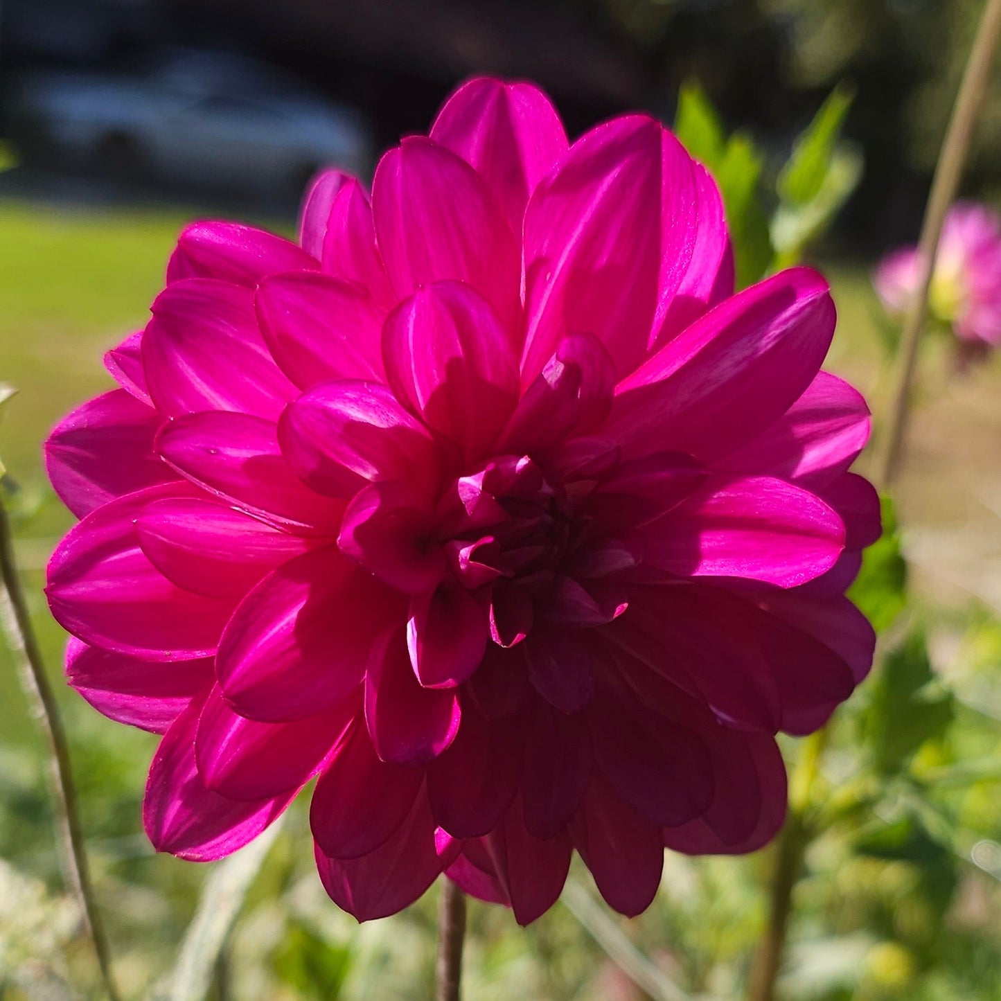 Lyn's Lexi Dahlia