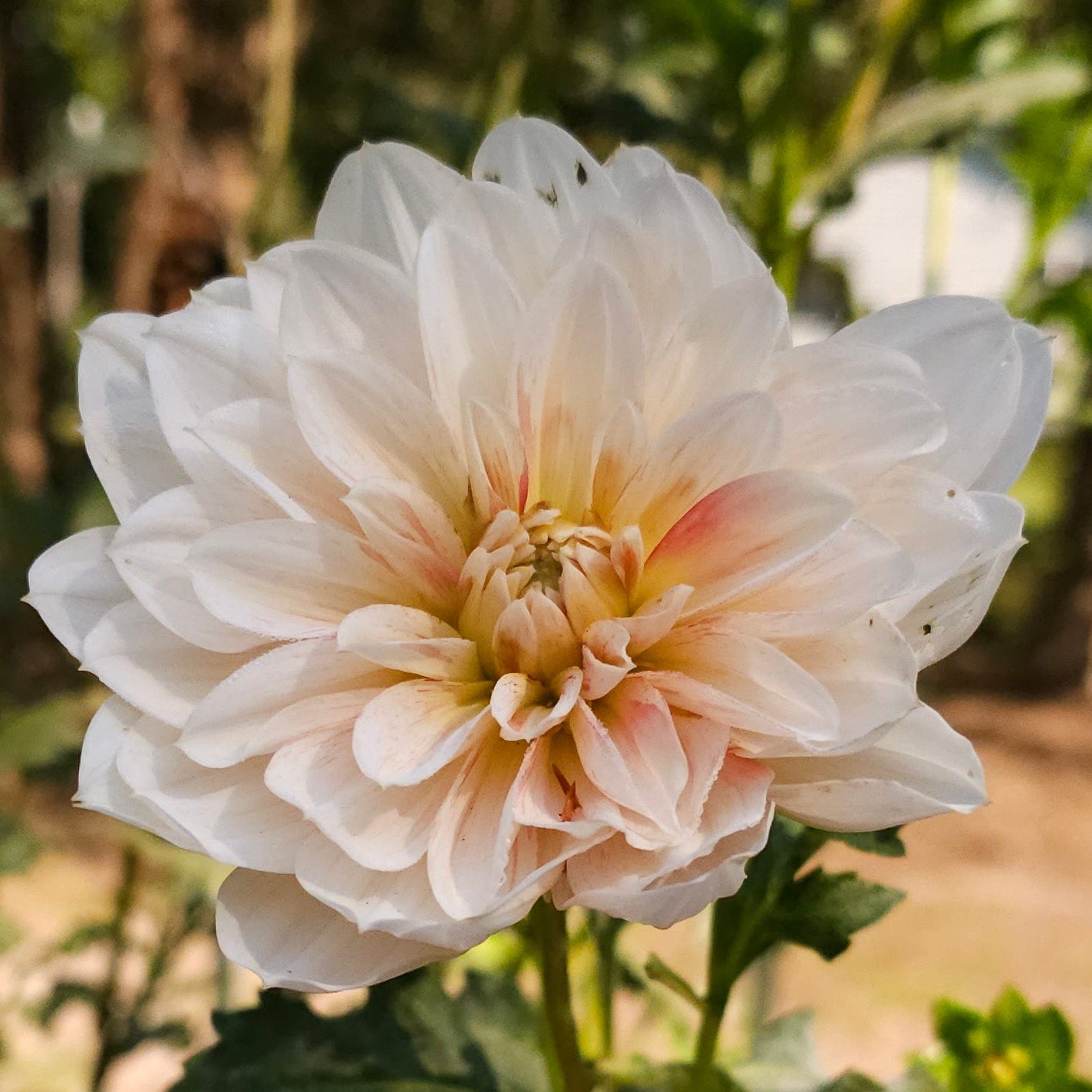 Hollyhill Snowfire Dahlia