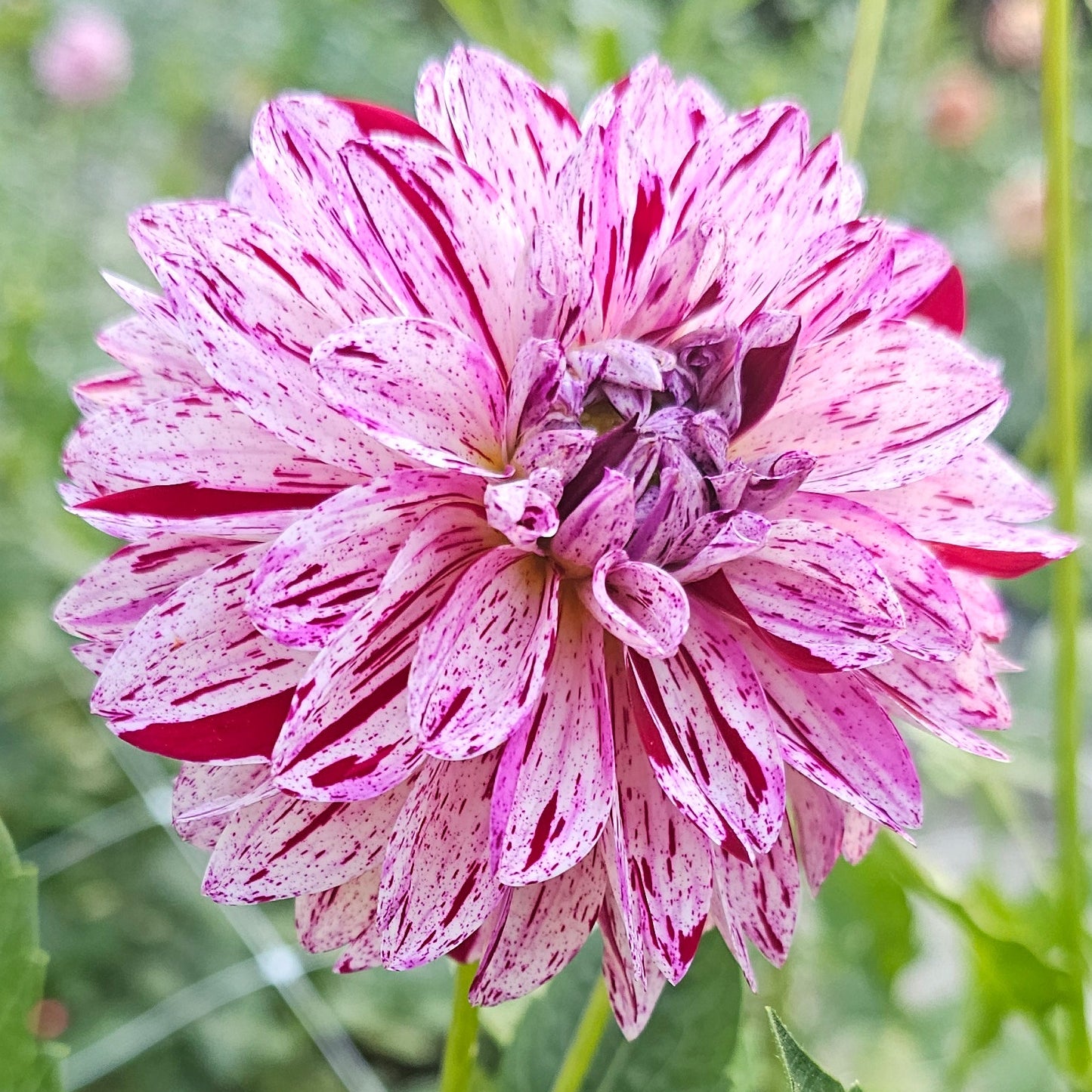 Calamity Shane Dahlia