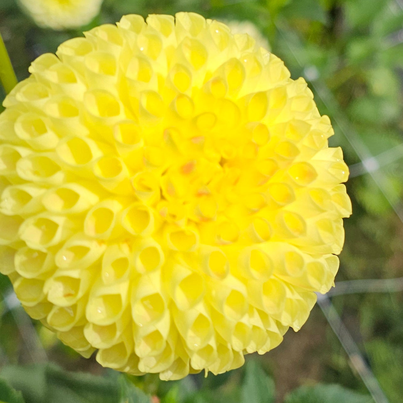 Irish Delight Dahlia