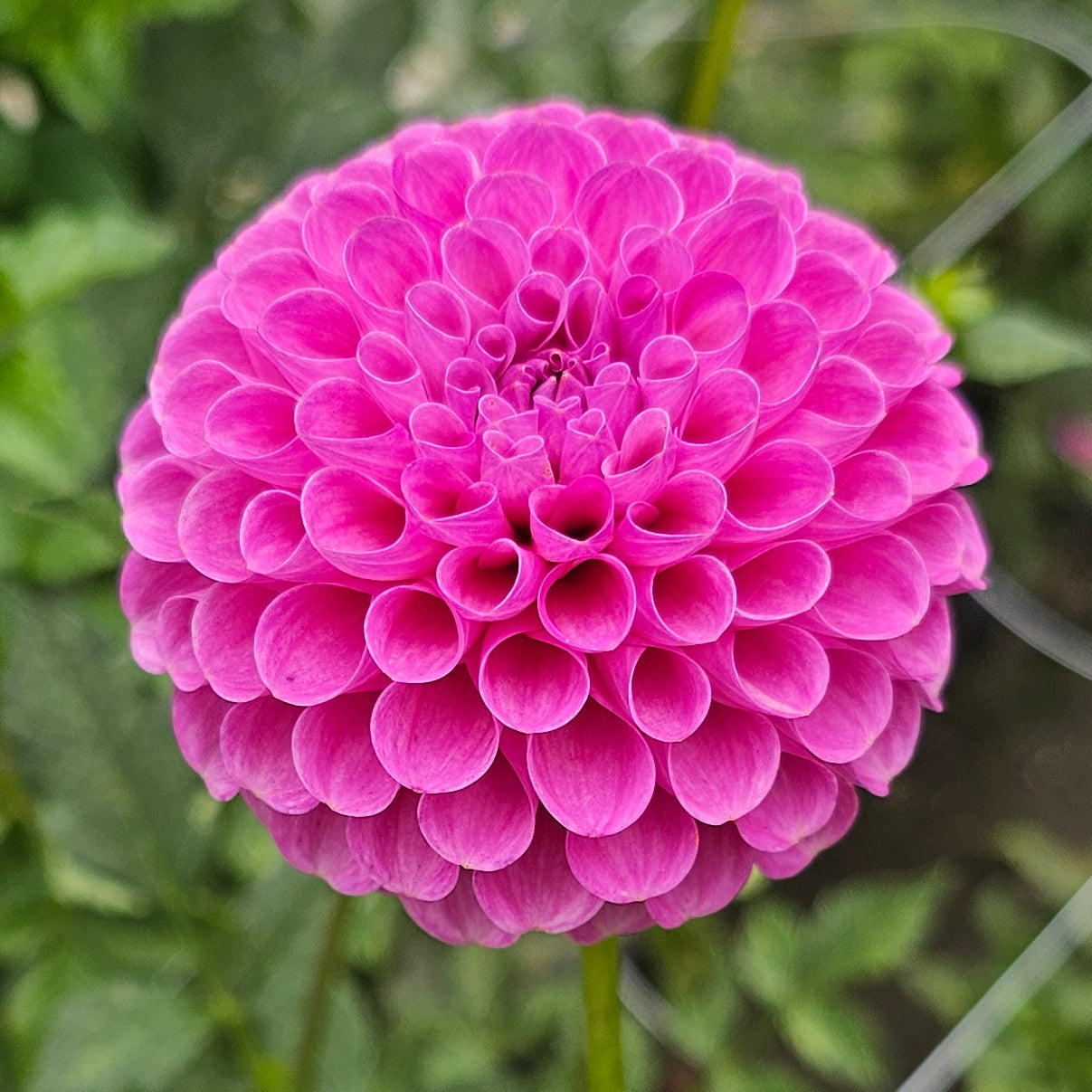 20th Ave Ingrid Dahlia