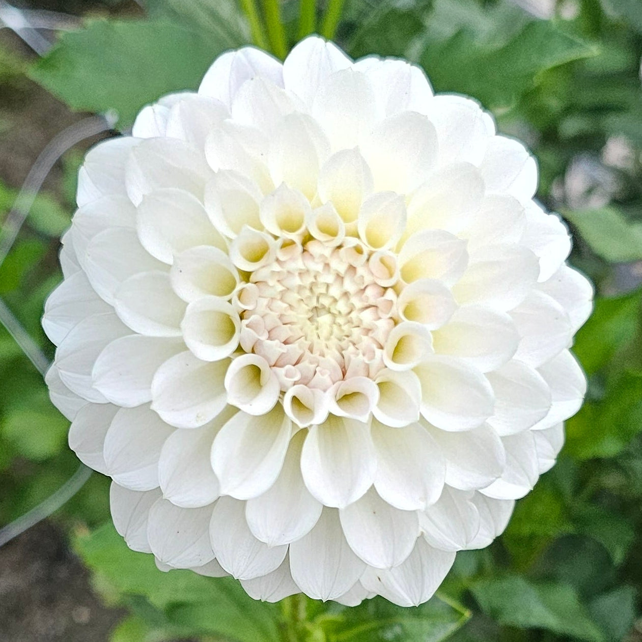 Irish Ruffles Dahlia