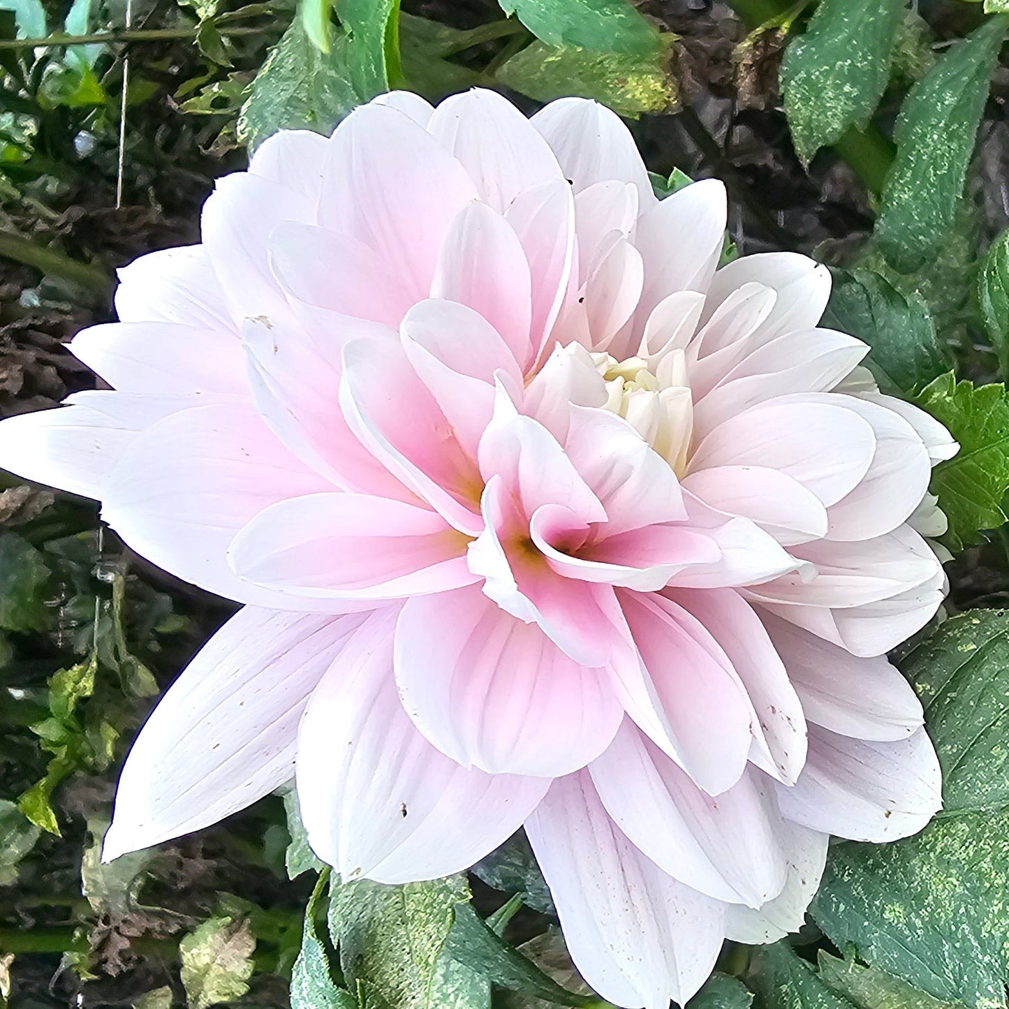 Randi Dawn Dahlia - LIMIT 1