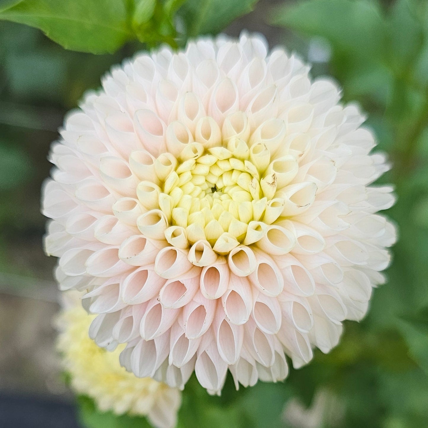 Hollyhill Pollyanna