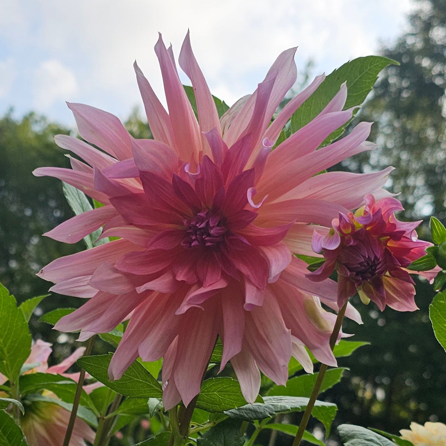 Blue Peter Dahlia