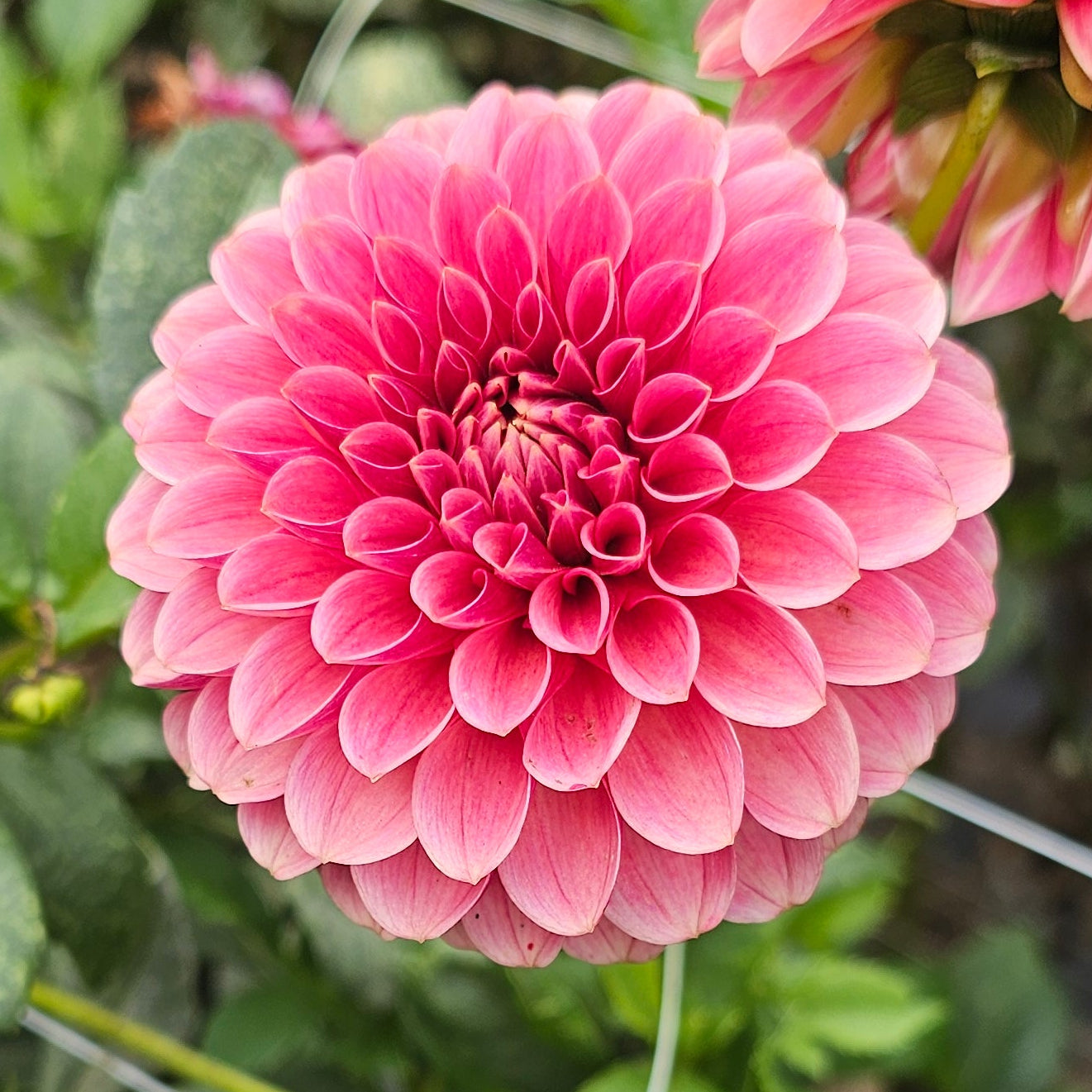 Levi's Blood Moon Dahlia - LIMIT 1