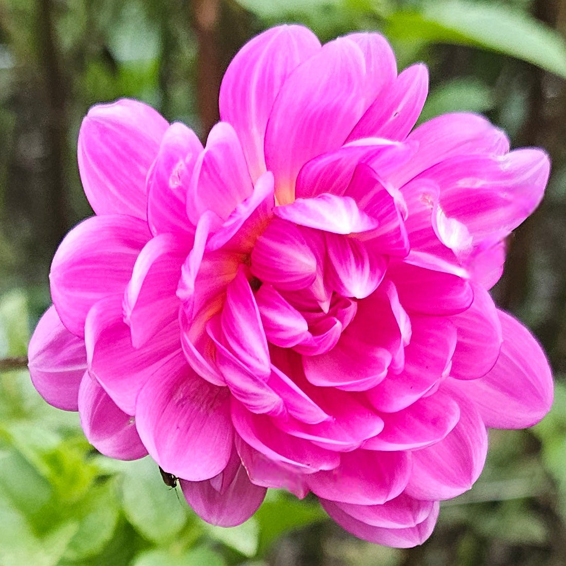 Sandia Lillian Dahlia