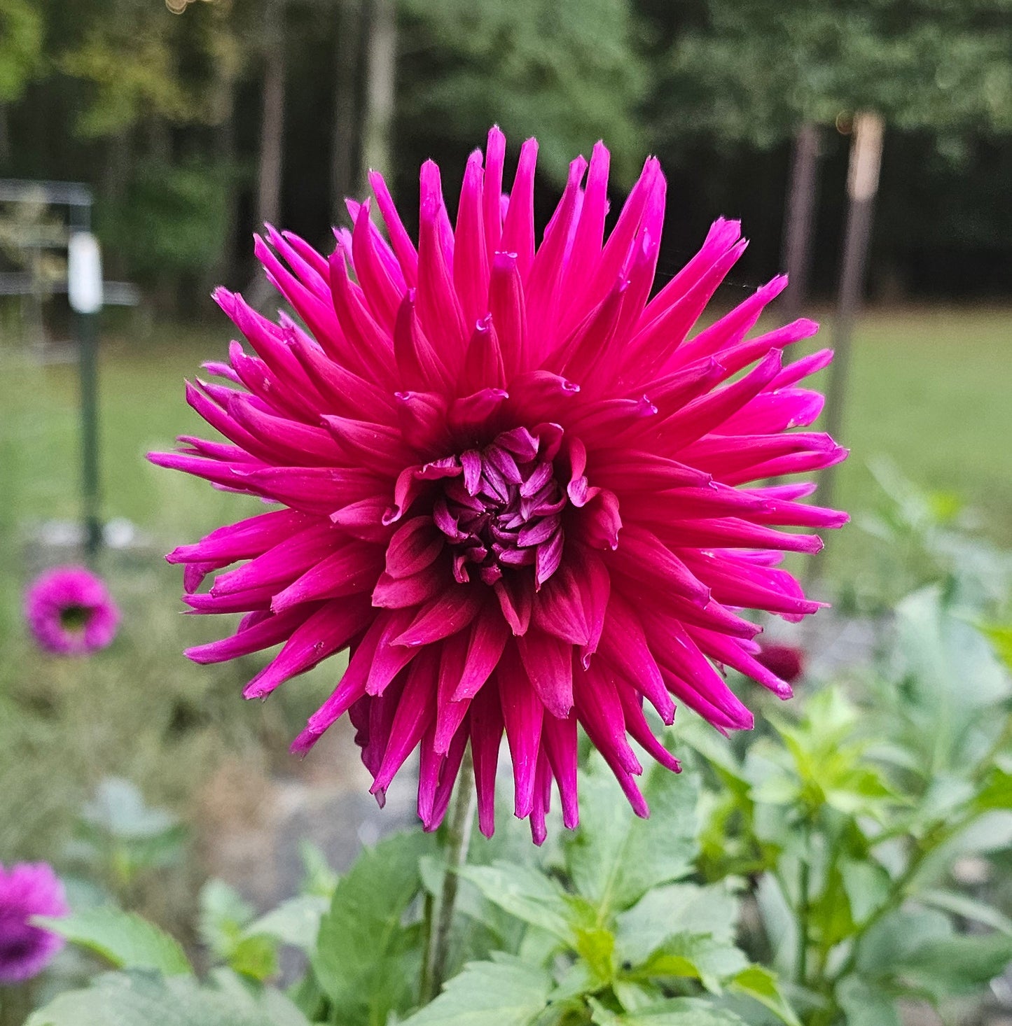 River's Spikey Norm Dahlia - Limit 1