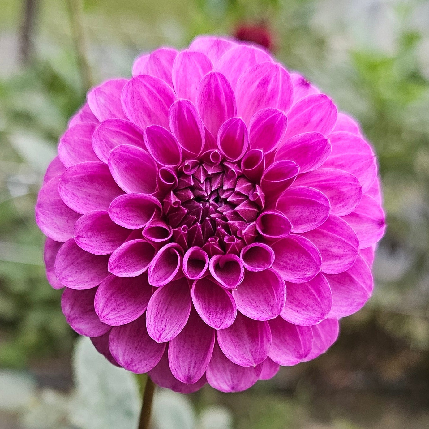 Robann Royal