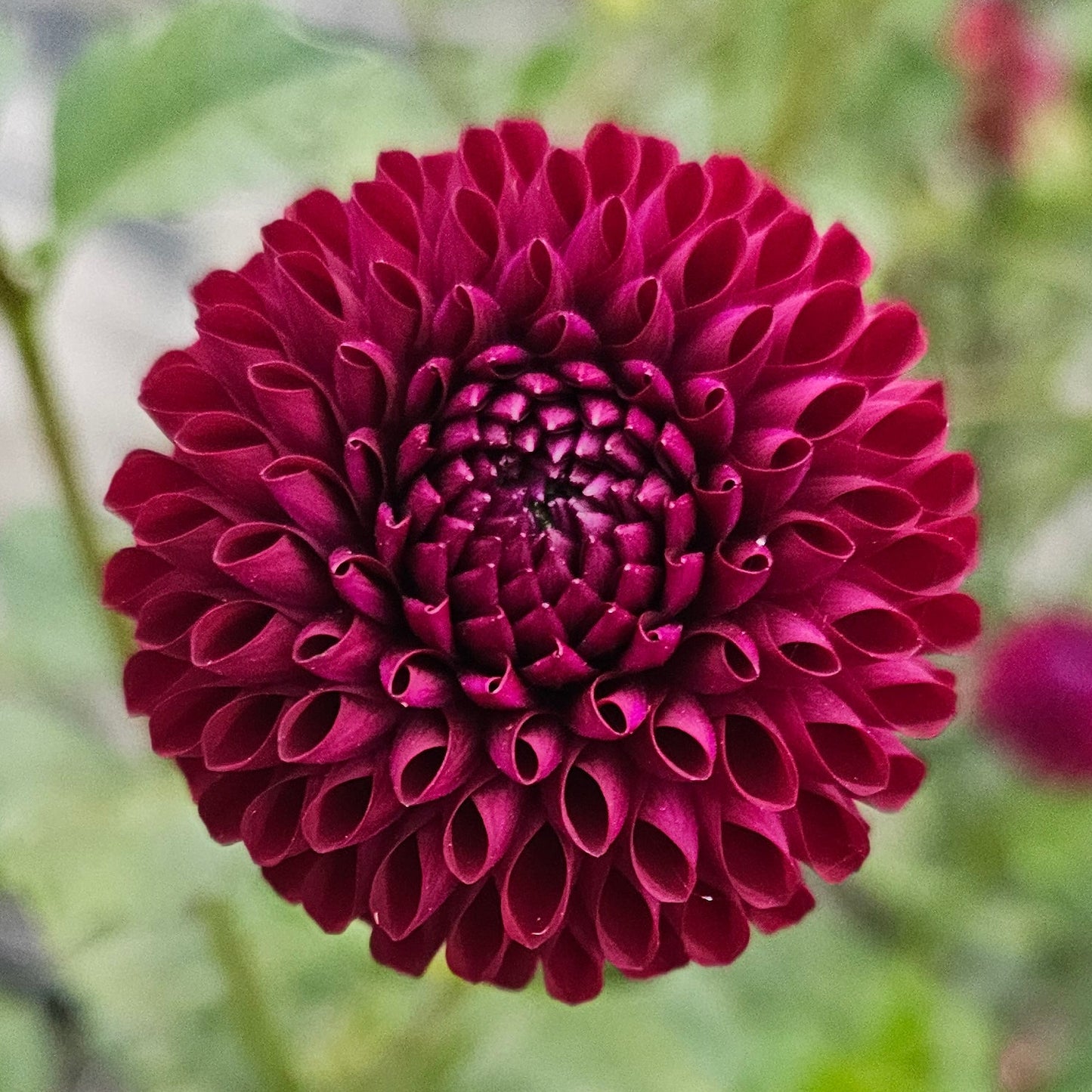 Skipley Snoho Bill Dahlia