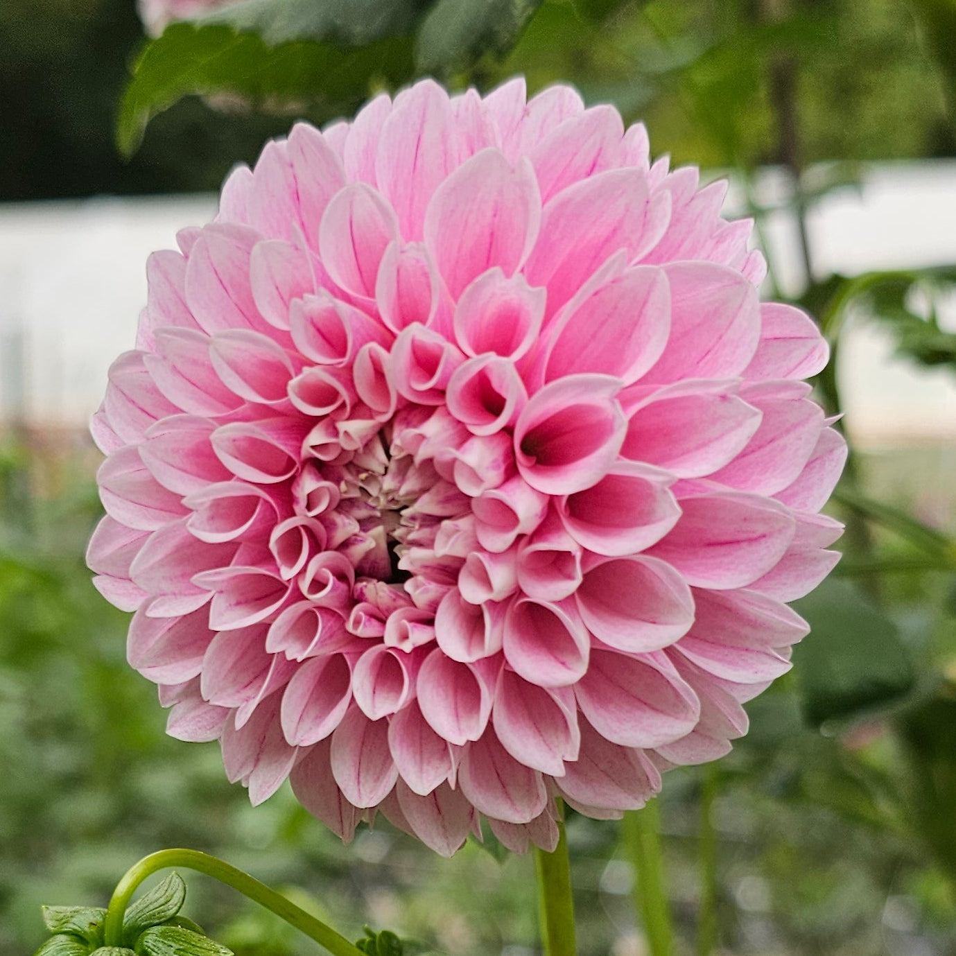 Marshmallow Baby Dahlia