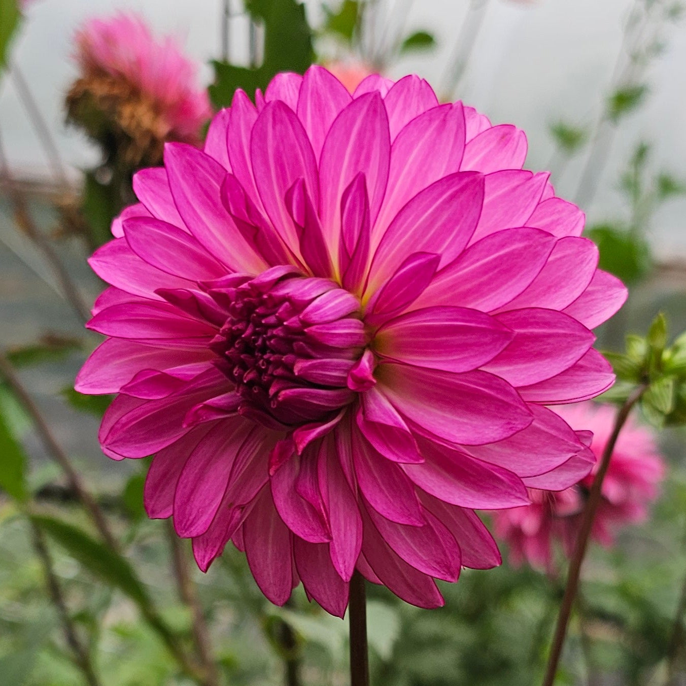 River's Watermelon Dahlia
