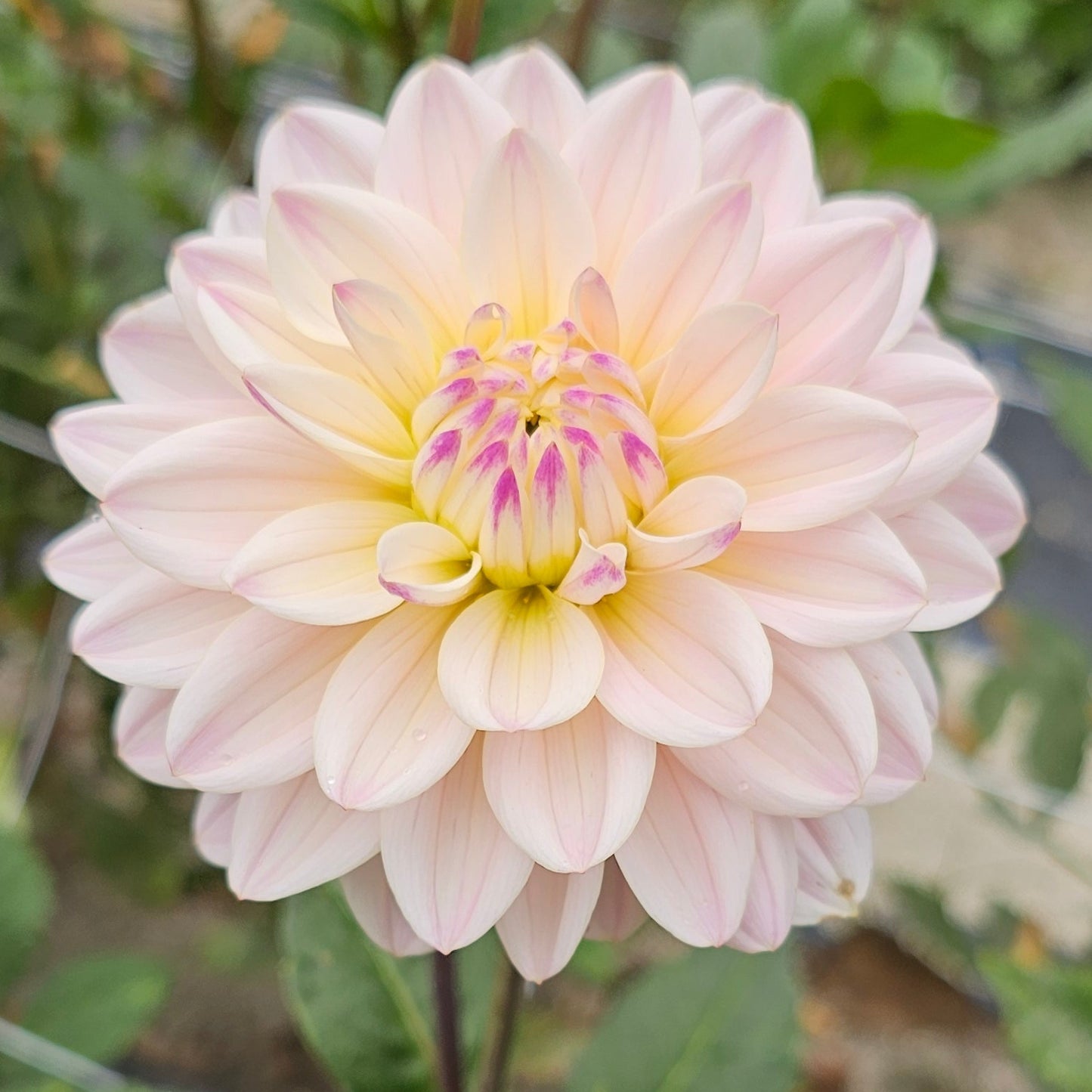 Masterclass Dahlia