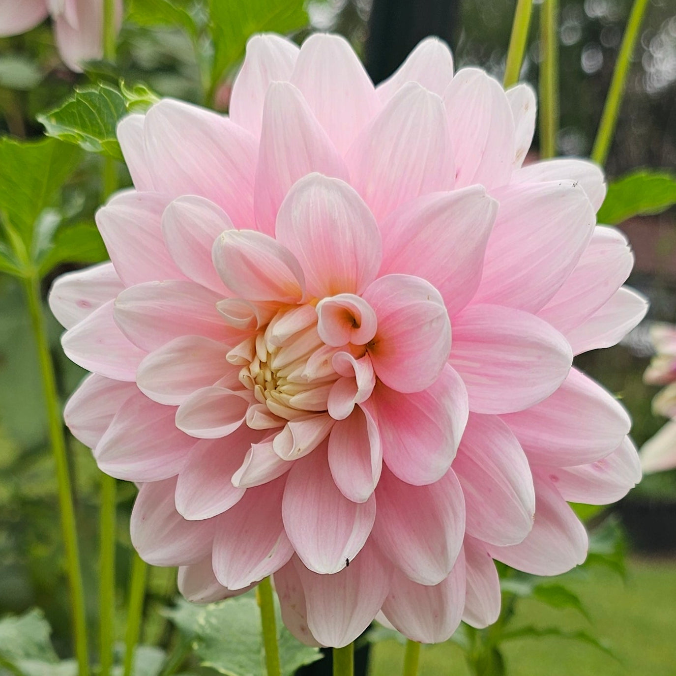 Innocence Dahlia