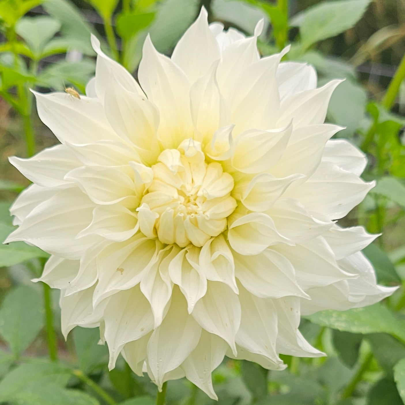 Walter Hardisty Dahlia