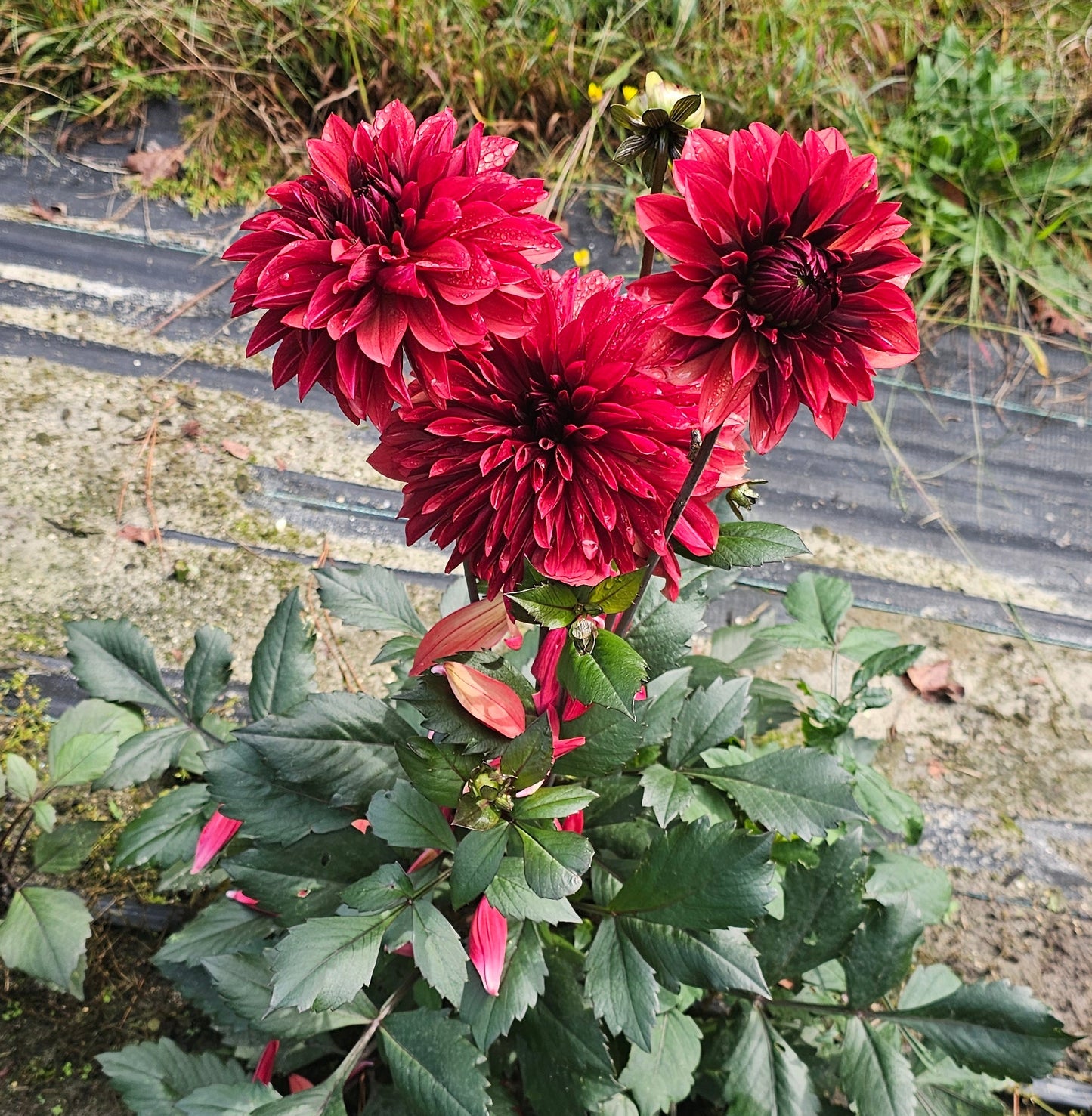 Danique Dahlia