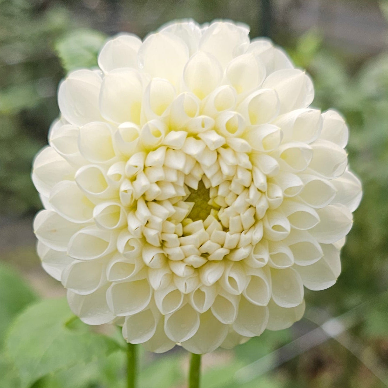 L'Ancresse Dahlia