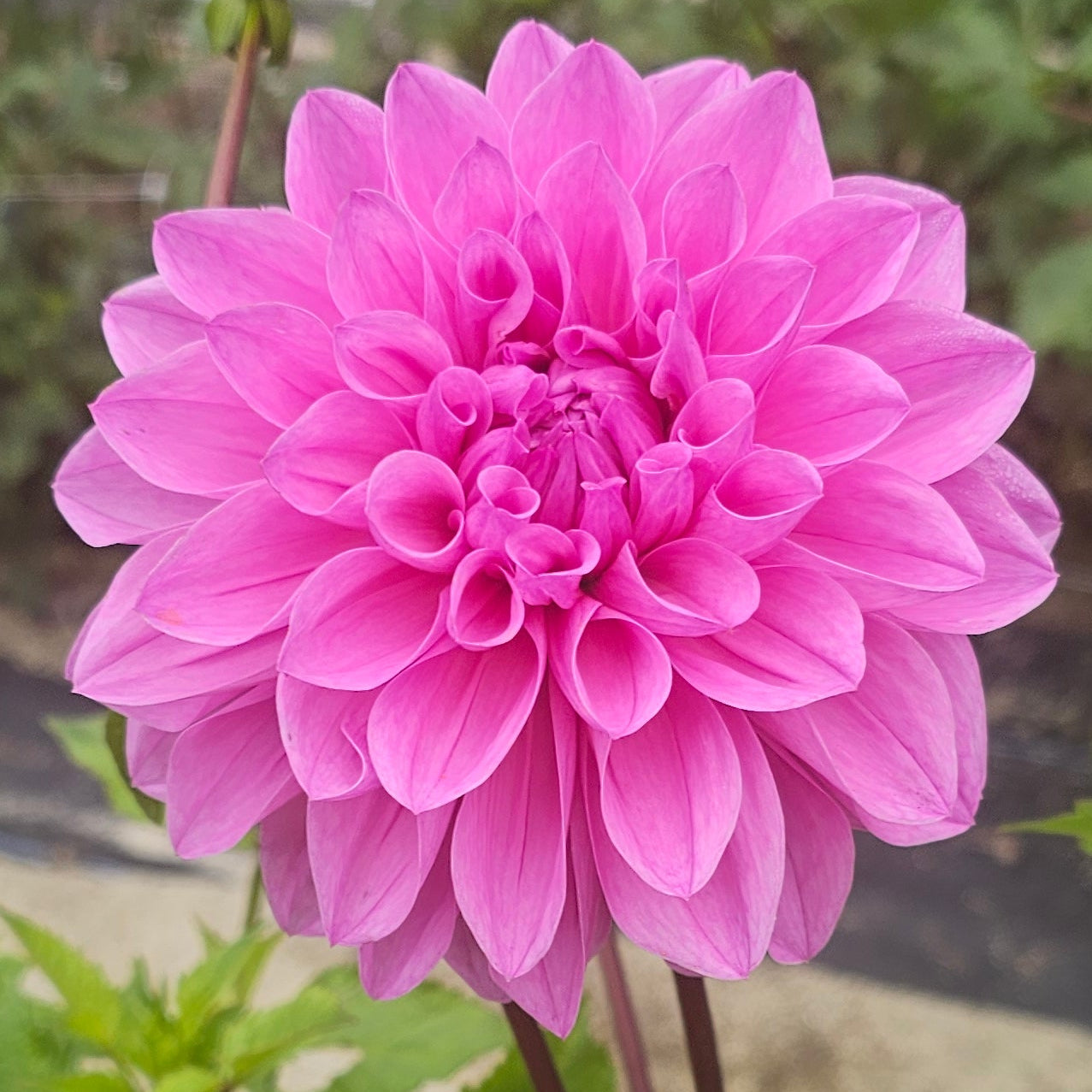 Mrs I De Ver Warner Dahlia (1920)