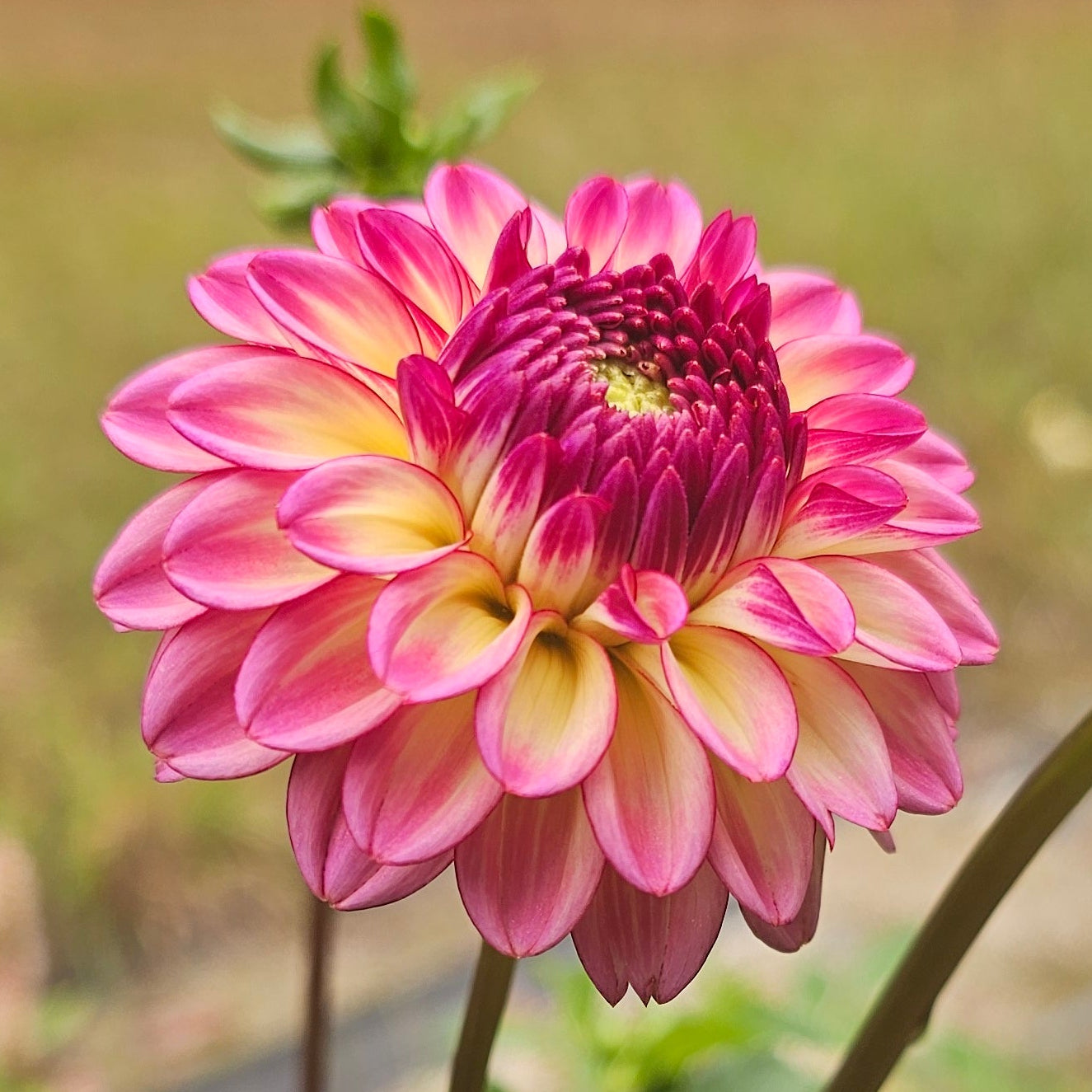 Foxy Baby Dahlia