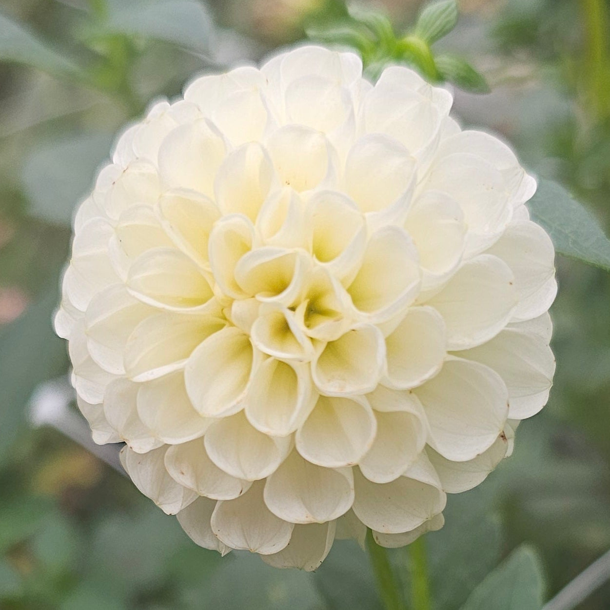 Small World Dahlia