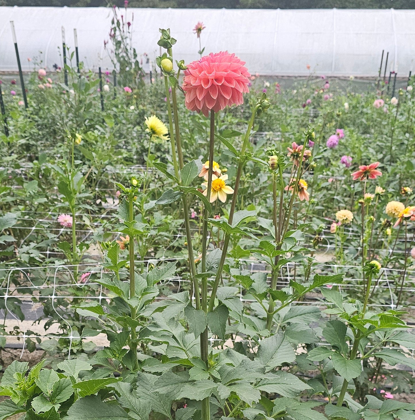Apricot Breeze Dahlia