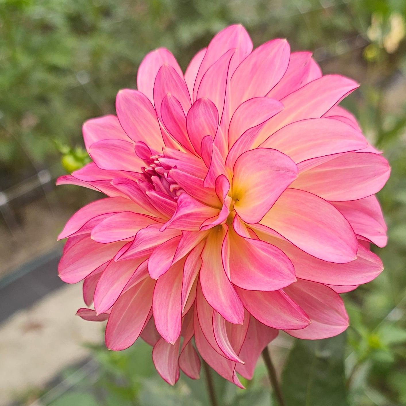 AC Twisp Dahlia