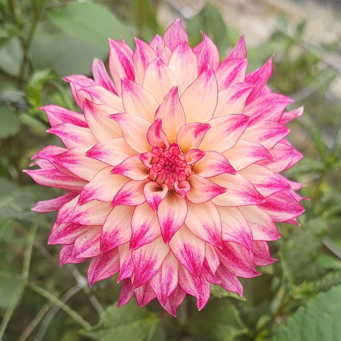 CDP Strawberry Cheesecake Dahlia
