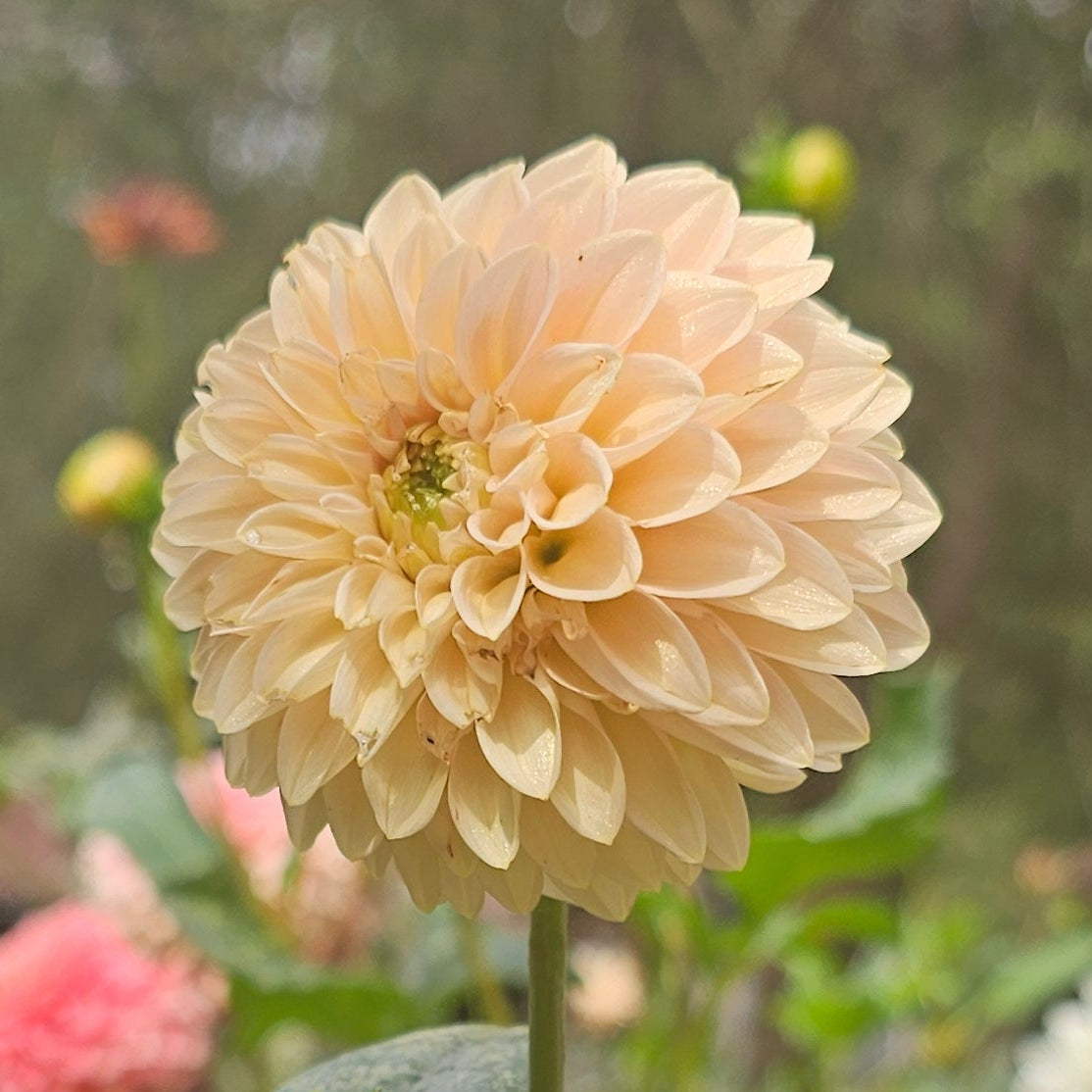 Lee's Kewpie Dahlia