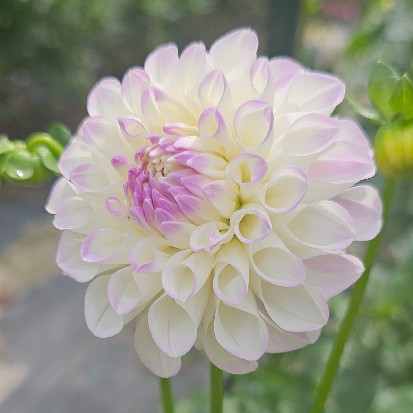 Midnight Moon Dahlia