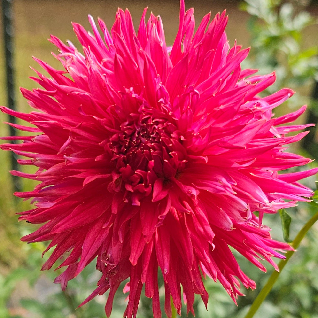 AC Thornbird Dahlia – Lucky Penny Flower Farm
