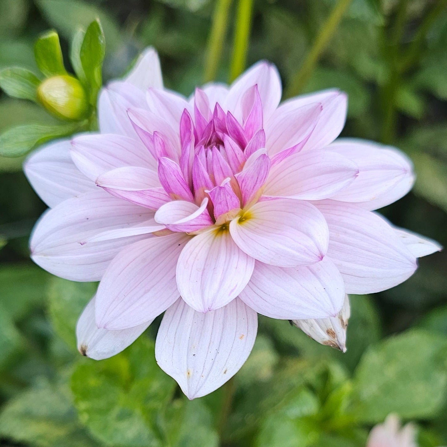 Jasmine Pearl Dahlia