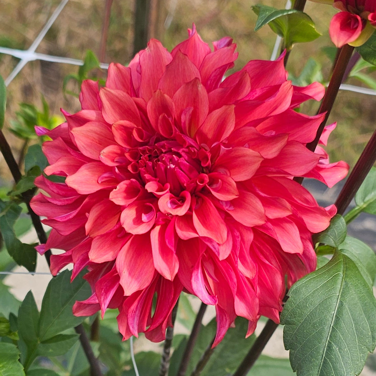 Lakeview Storm Dahlia