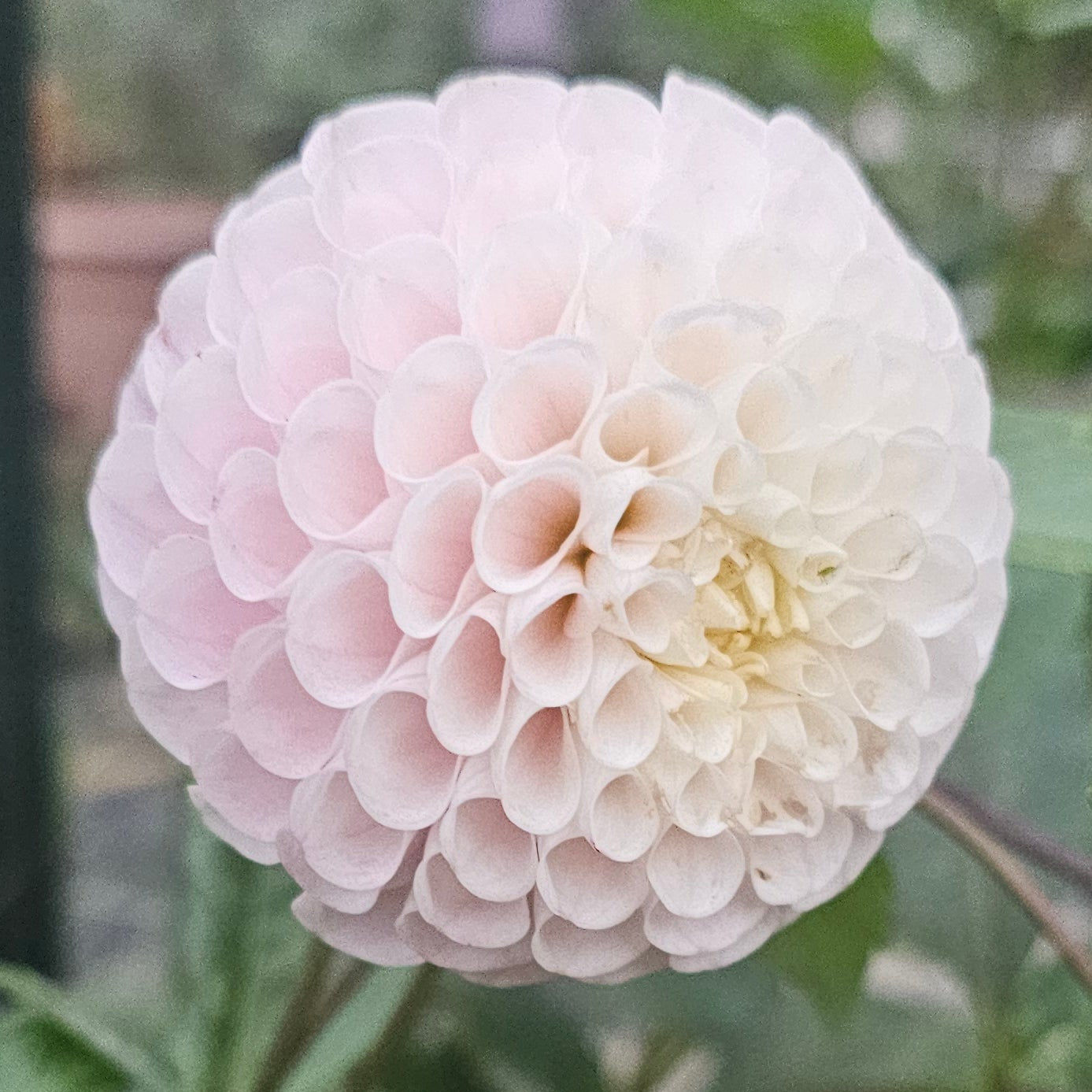 20th Ave Memory Dahlia