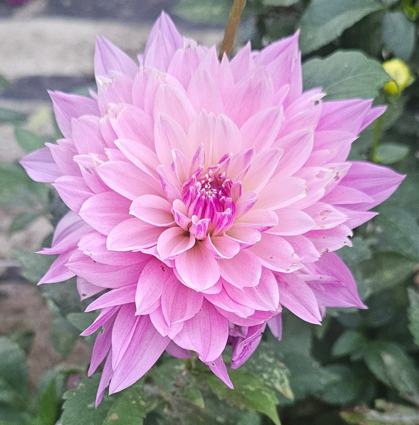 Labyrinth Two-Tone (Decor) Dahlia